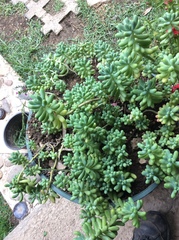 Sedum pachyphyllum