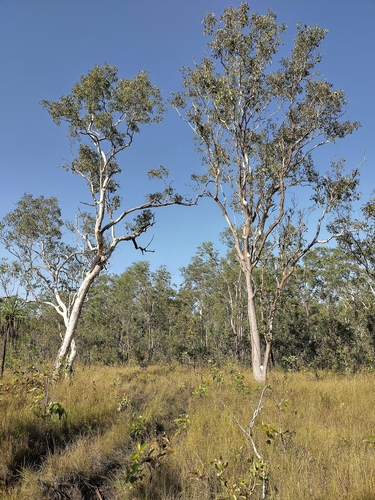 Eucalyptus alba observed 2026-06-29