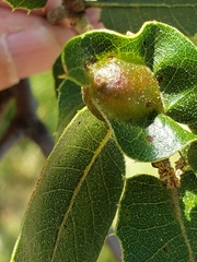 Callirhytis perfoveata