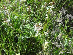 Biscutella auriculata