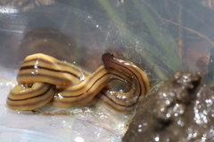 Bipalium pennsylvanicum