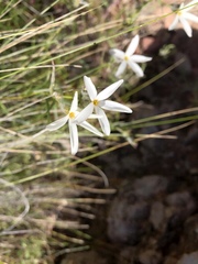 Phlox tenuifolia
