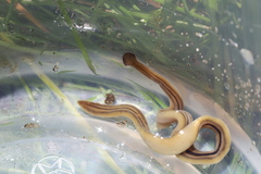 Bipalium pennsylvanicum