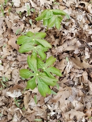 Podophyllum peltatum