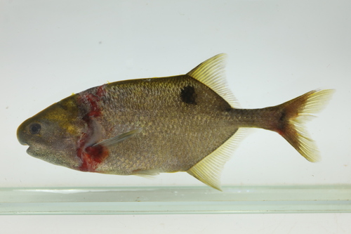 Balay's stonebasher (Petrocephalus balayi) — Mormyridae — 3