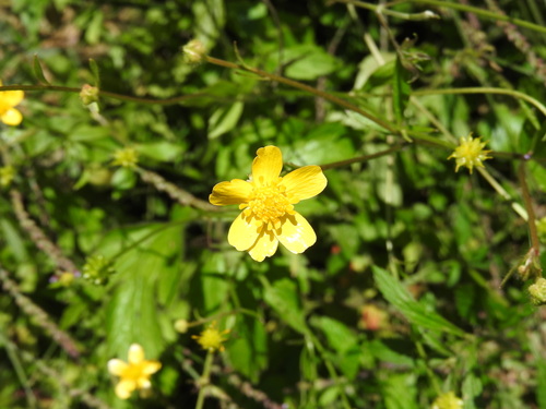 Ranunculus petiolaris, photograph 5