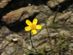 Ranunculus petiolaris, photograph (c) Alexis López Hernández, some rights reserved (CC BY)