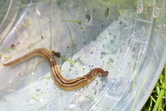 Bipalium pennsylvanicum