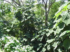 Urera caracasana, photograph (c) Alexis López Hernández, some rights reserved (CC BY)