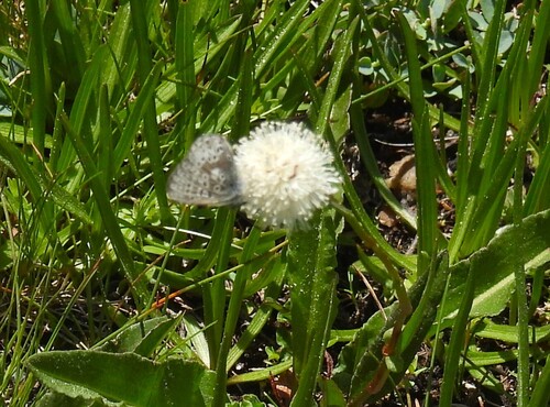 iNaturalist observation photo of Sierra Blue