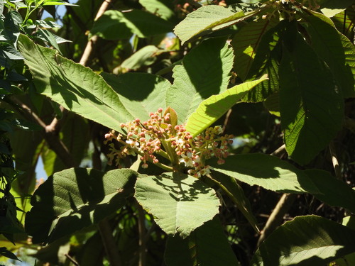 Saurauia scabrida, photograph 3