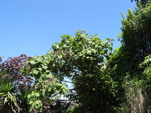 Podachaenium eminens, photograph 4