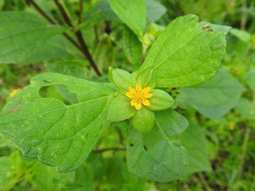 Melampodium perfoliatum, photograph 2