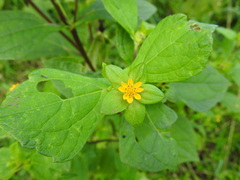 Melampodium perfoliatum, photograph (c) Alexis López Hernández, some rights reserved (CC BY)