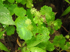 Hydrocotyle mexicana