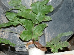 Phlebodium aureum