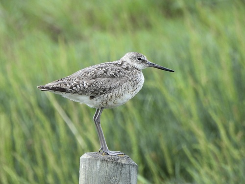 Willet