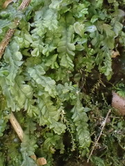 Chiloscyphus pallescens