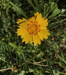 Coreopsis nuecensis