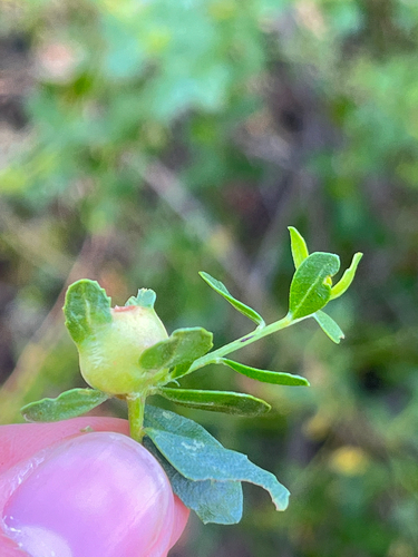 iNaturalist observation photo of Coyote Brush Bud Gall Midge