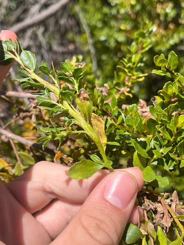 iNaturalist observation photo of Baccharis Stem Gall Midge