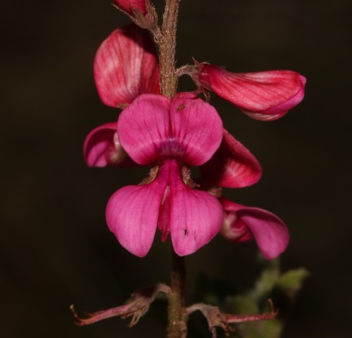 Image of Indigofera asantasanensis by (c) Brian du Preez, some rights reserved (CC BY-SA)
