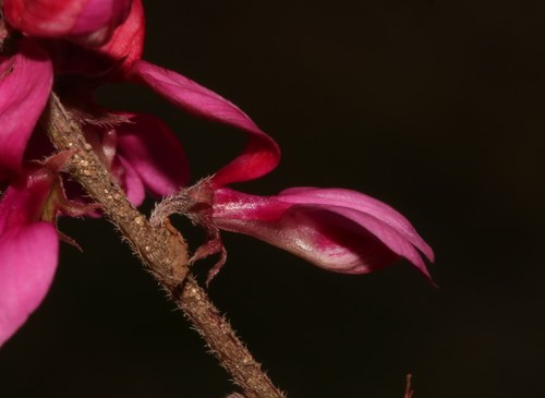 Image of Indigofera asantasanensis by (c) Brian du Preez, some rights reserved (CC BY-SA)