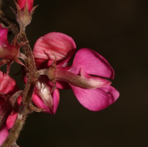 Image of Indigofera asantasanensis by (c) Brian du Preez, some rights reserved (CC BY-SA)
