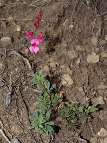 Image of Indigofera asantasanensis by (c) Brian du Preez, some rights reserved (CC BY-SA)