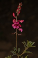 Indigofera asantasanensis
