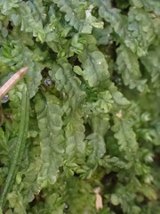 Chiloscyphus pallescens