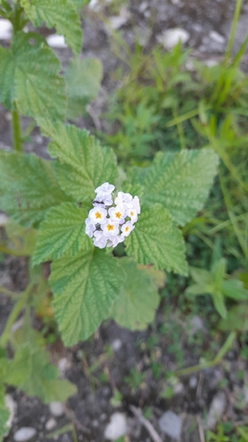 Heliotropium elongatum