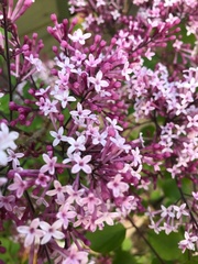 Syringa meyeri