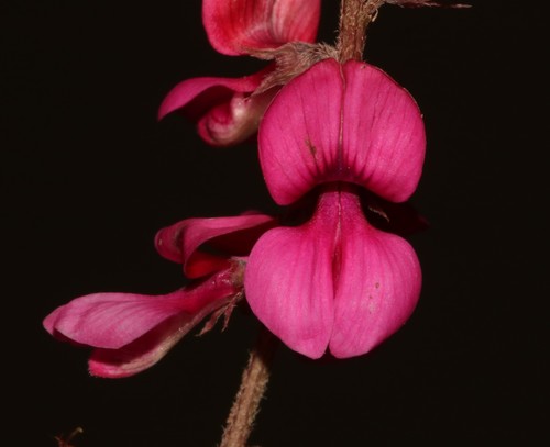 Santa Indigo (Indigofera asantasanensis)