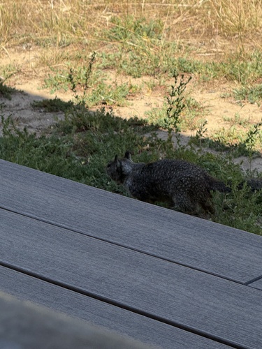 iNaturalist observation photo of California Ground Squirrel