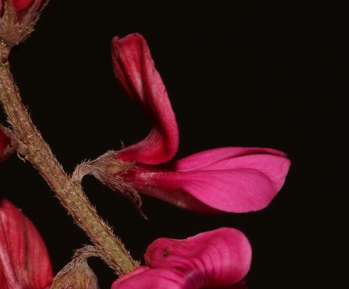 Image of Indigofera asantasanensis by (c) Brian du Preez, some rights reserved (CC BY-SA)