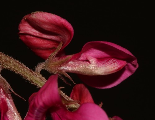 Image of Indigofera asantasanensis by (c) Brian du Preez, some rights reserved (CC BY-SA)
