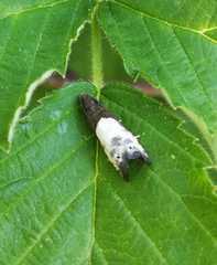 Notocelia cynosbatella