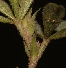 Indigofera asantasanensis