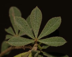 Indigofera asantasanensis