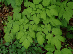 Astilbe biternata