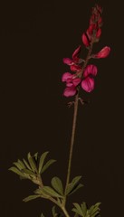 Indigofera asantasanensis