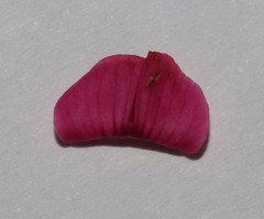 Indigofera asantasanensis