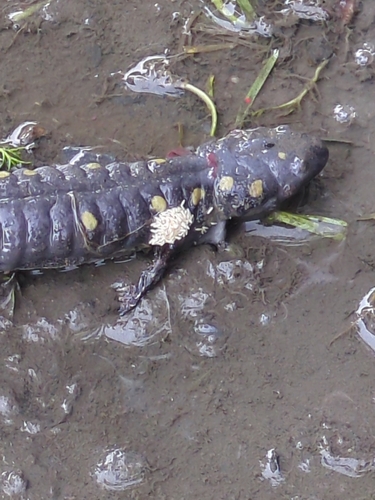 Spotted Salamander