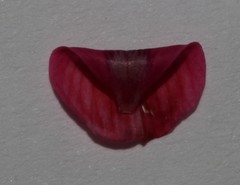 Indigofera asantasanensis