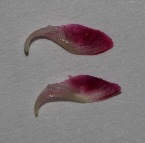 Image of Indigofera asantasanensis by (c) Brian du Preez, some rights reserved (CC BY-SA)