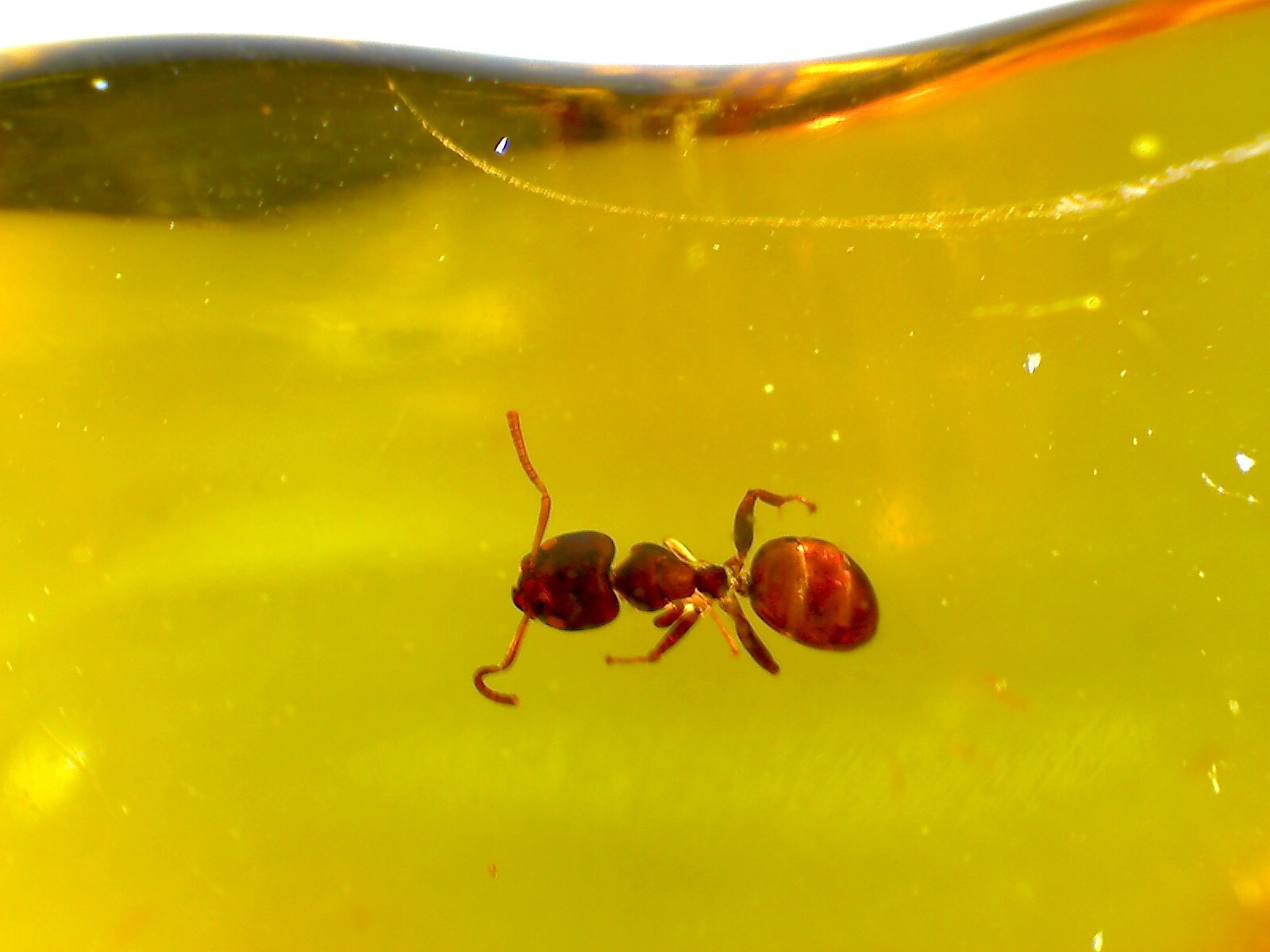 Ctenobethylus goepperti