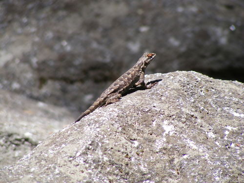 iNaturalist observation photo of Western Sagebrush Lizard