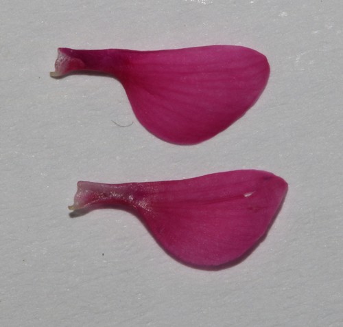 Image of Indigofera asantasanensis by (c) Brian du Preez, some rights reserved (CC BY-SA)