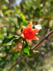 Punica granatum